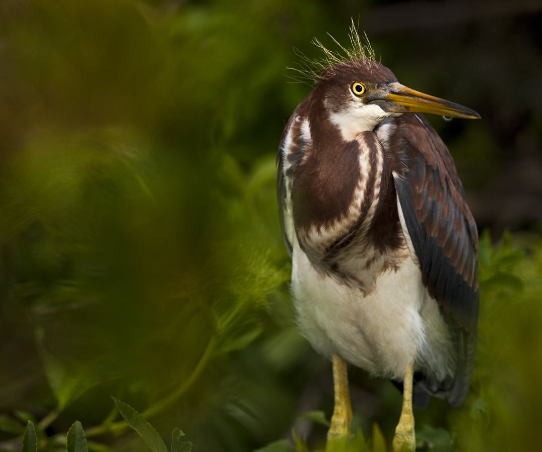 Download Baby Heron on Green (1079Wx900H)