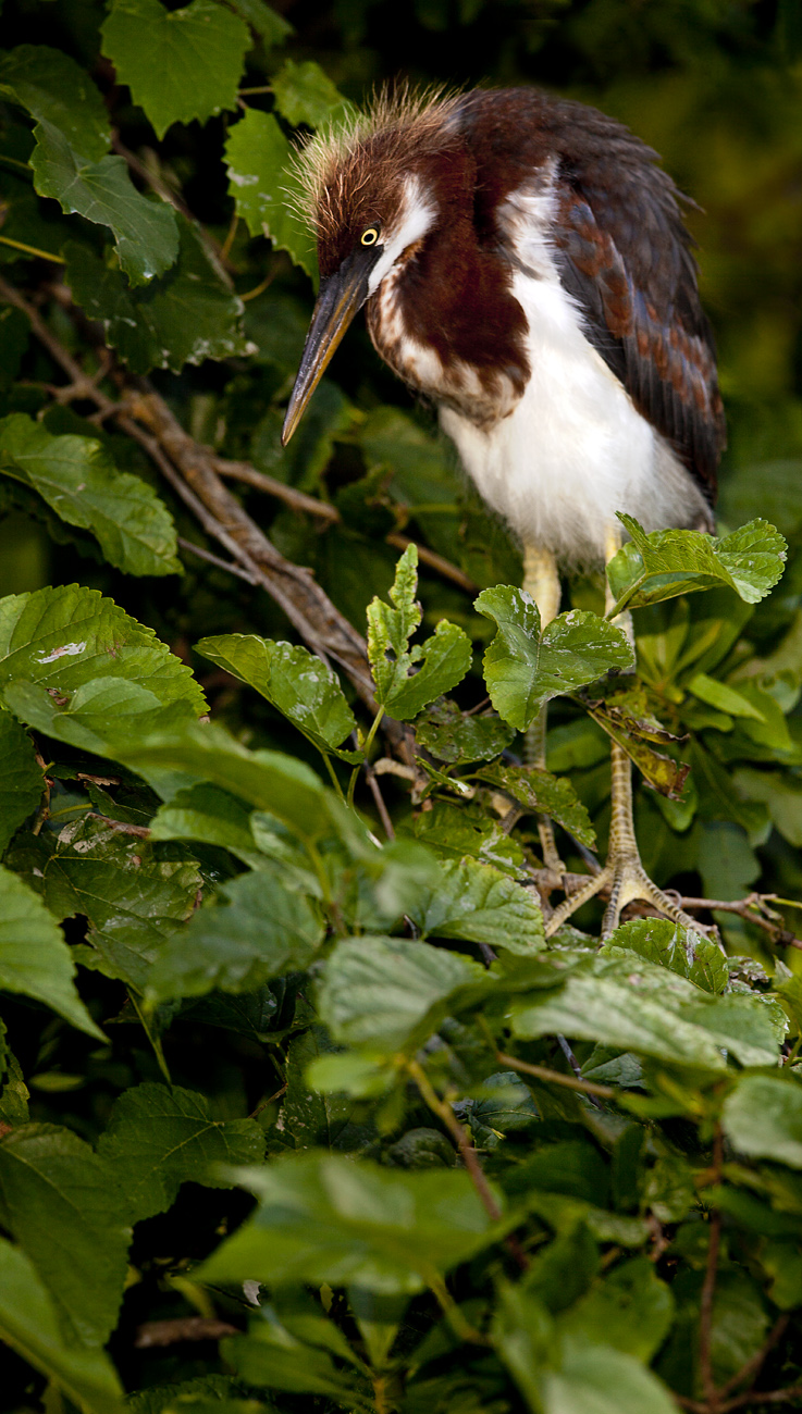 Download Baby Heron on Leaf (737Wx1300H)