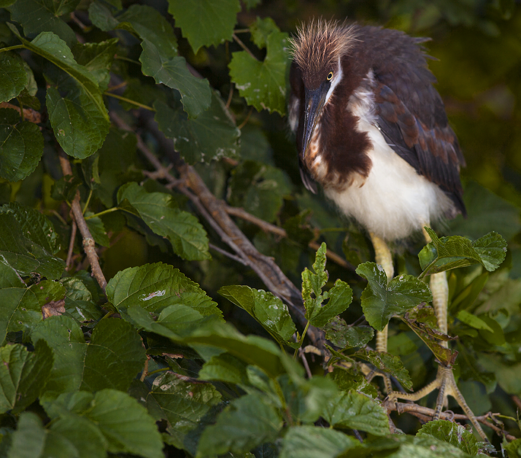 Download Baby Heron on Leav I (1024Wx900H)