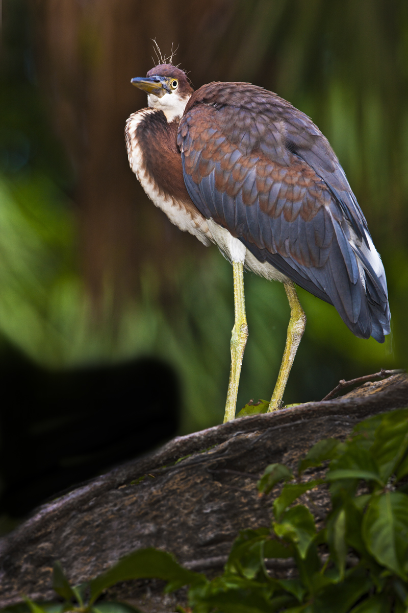 Download Baby Heron on Log (800Wx1200H)
