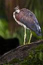 Baby Heron on Log (800Wx1200H) - Baby Heron on Log - Amelia Island - 2010 