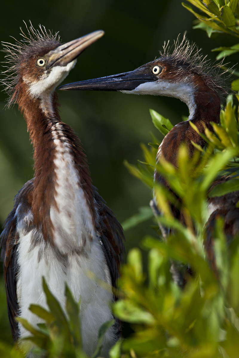 Download Baby Herons Fighting (800Wx1200H)