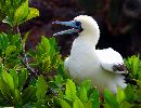  (640Wx491H) - Babie Boobie - Galapagos - 2002 