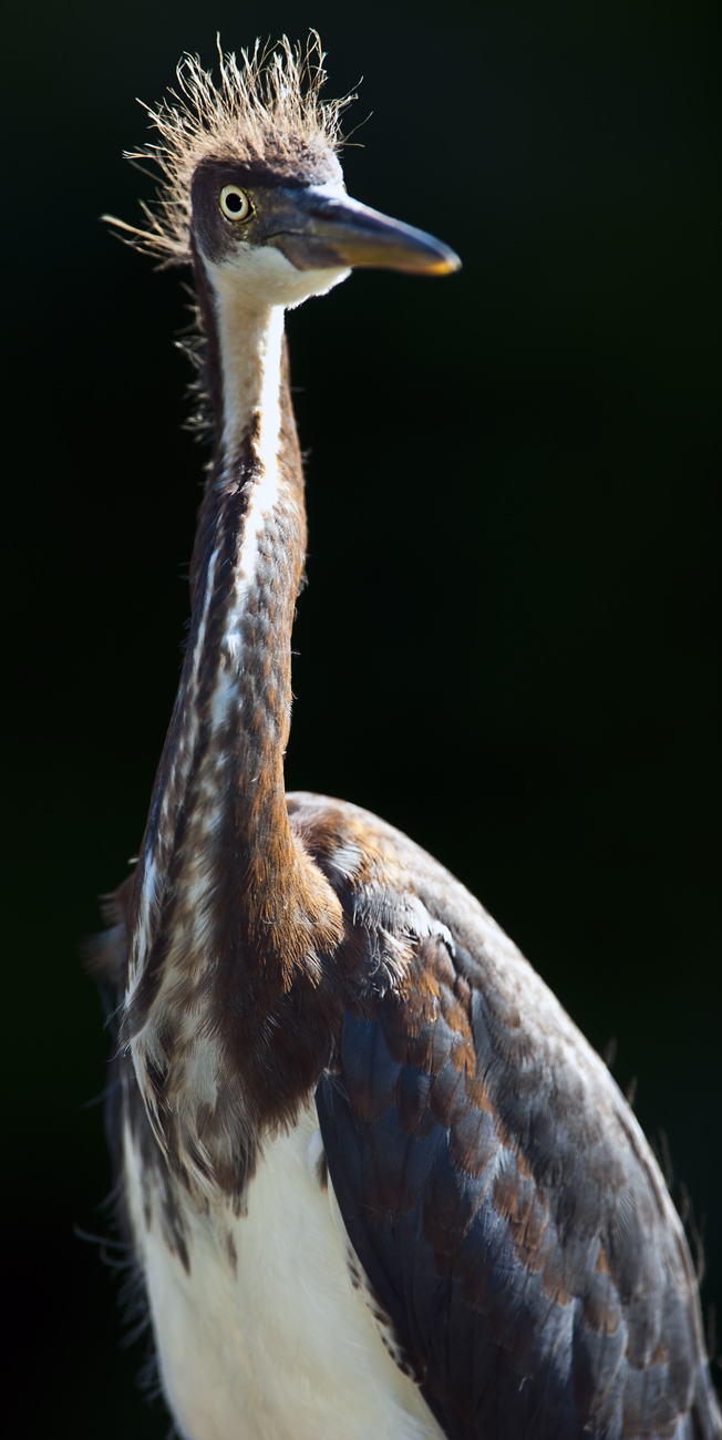 Download Backlit Baby Heron (652Wx1300H)