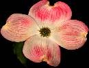 Backyard Flower (566Wx436H) - BackYard Beauty - 2005 