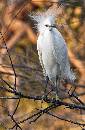 Bad Hair Day (785Wx1200H) - Bad Hair Day - Amelia Island - 2010 