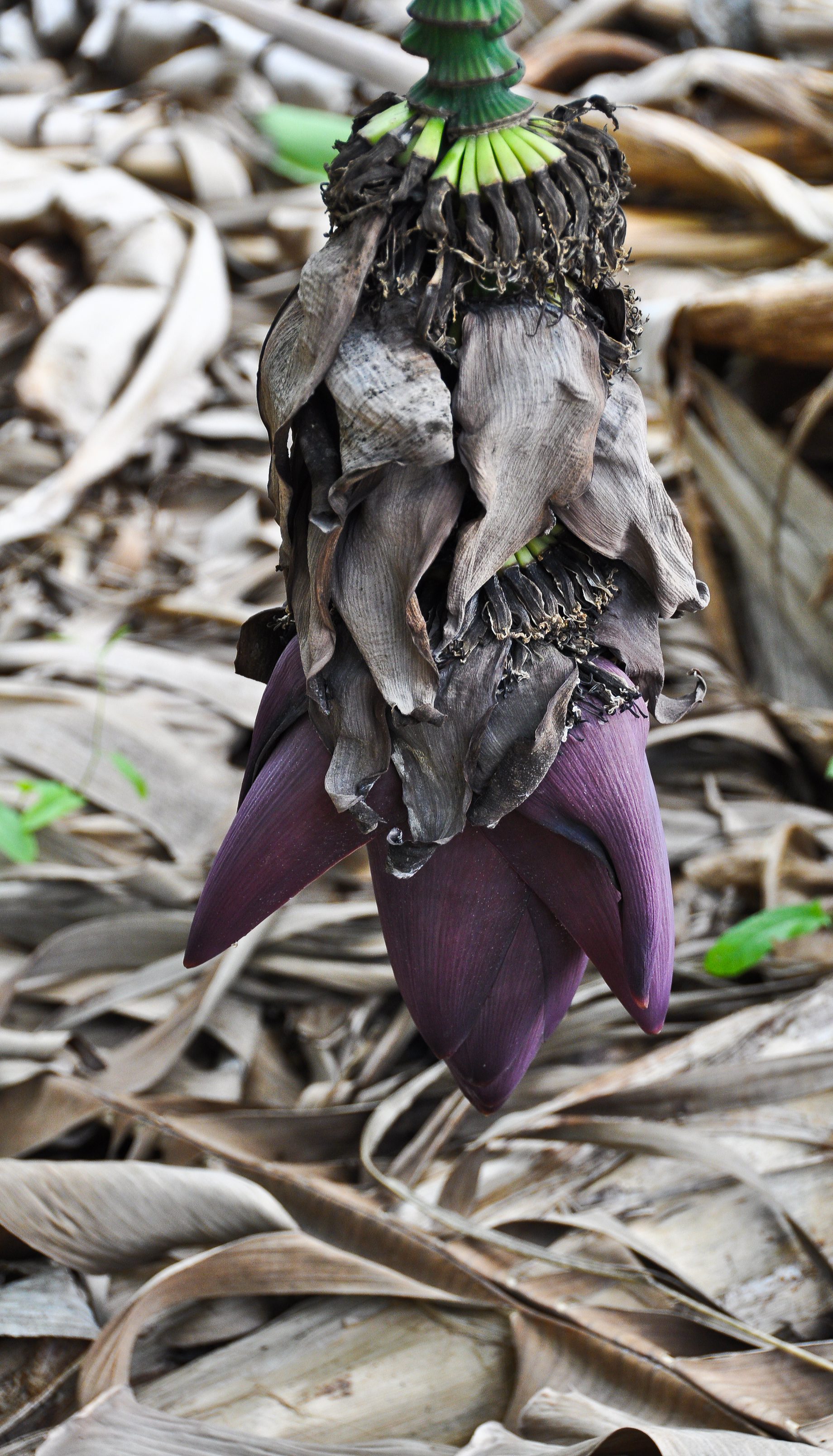 Download Banana Plant (1840Wx3216H)