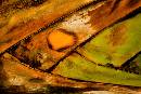 Bark (900Wx600H) - Bark - San Antonio - 2006 