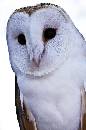 Barn Owl (793Wx1200H) - Barn Owl - 2010 
