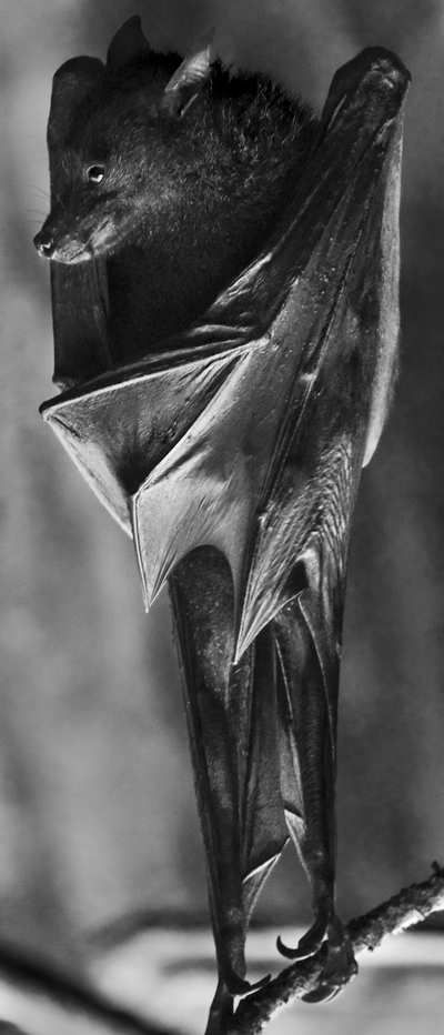 Download Bat 1 (400Wx932H)
