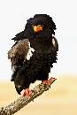 Bataleur Eagle (800Wx1200H) - Bataleur Eagle - Boise - 2010 