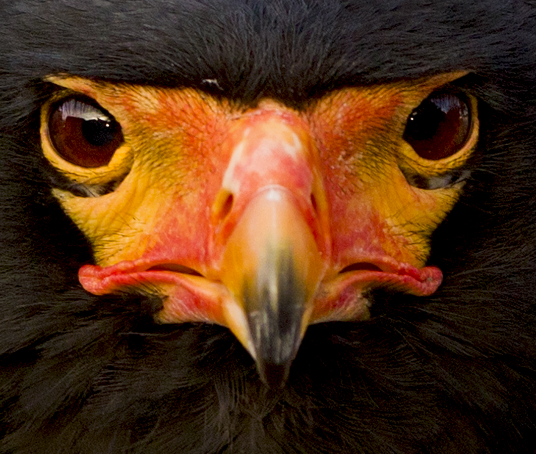 Download Bataleur Close Up (1063Wx900H)