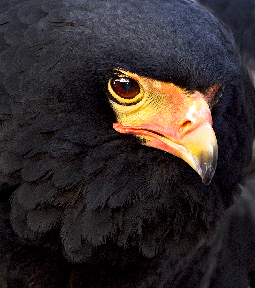 Download Beak of Eagle (883Wx1000H)