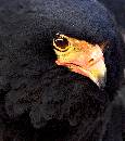 Beak of Eagle (883Wx1000H) - Beak of Eagle - Boise - 2010 