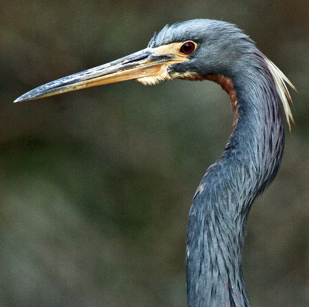 Download Beautiful Blue Heron (1007Wx1000H)