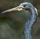 Beautiful Blue Heron (1007Wx1000H) - Beautiful Blue Heron - Amelia Island - 2010 