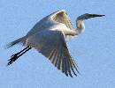 Beautiful Wings (1040Wx800H) - Beautiful Wings - Amelia Island - 2010 