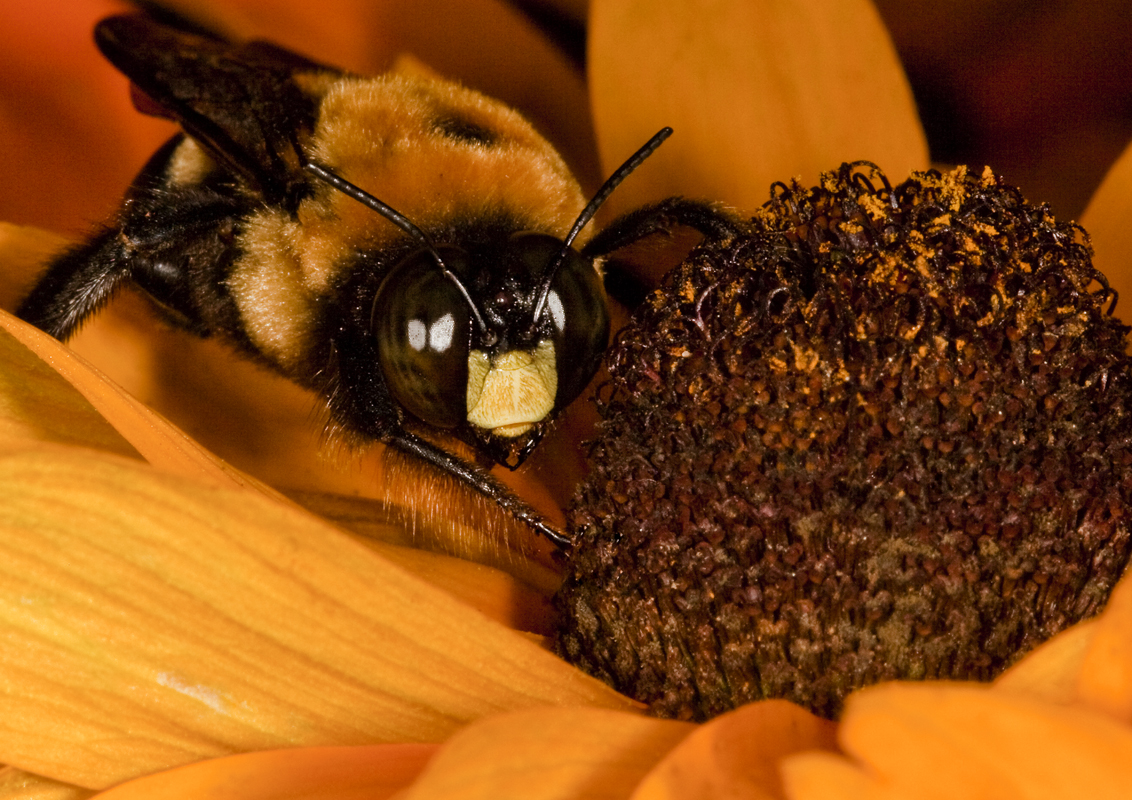 Download Bee Too (1132Wx800H)