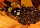 Bee Too (1132Wx800H) - Bee Two - 2009 