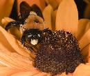 Bee (943Wx800H) - Bee - 2009 