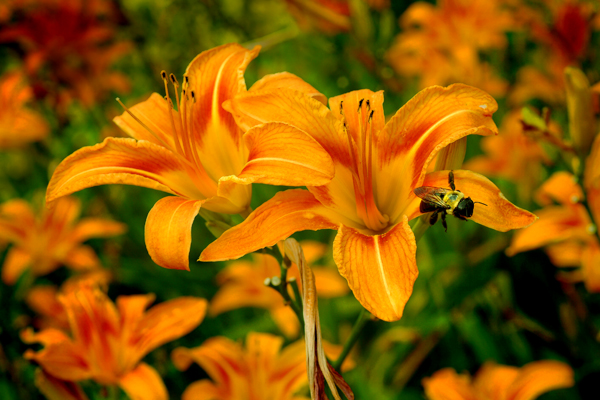 Download Bee In Flowers (600Wx400H)