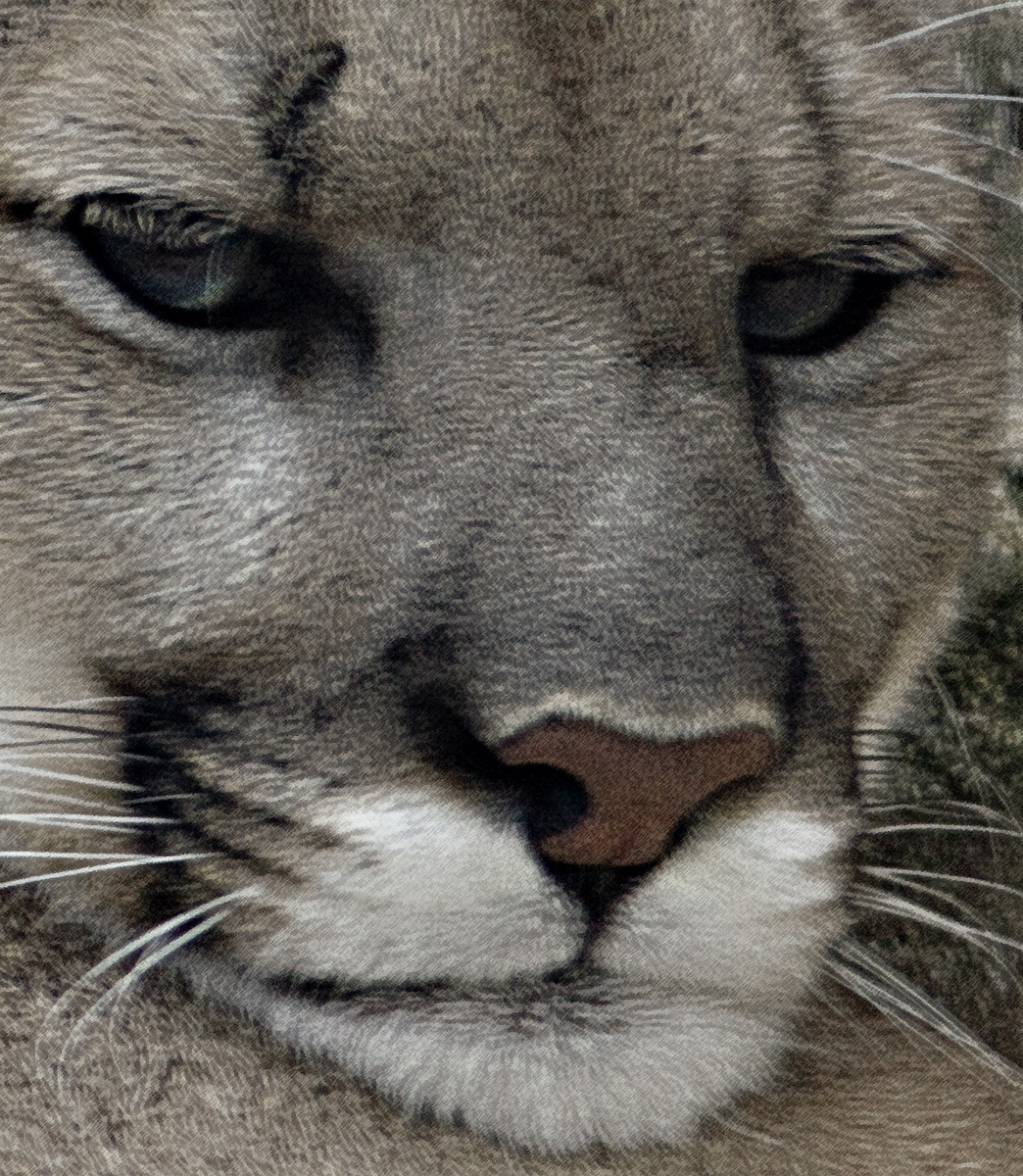 Download Big Cat 1 (1044Wx1200H)