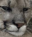 Big Cat 1 (1044Wx1200H) - Big Cat 1 - 2009  