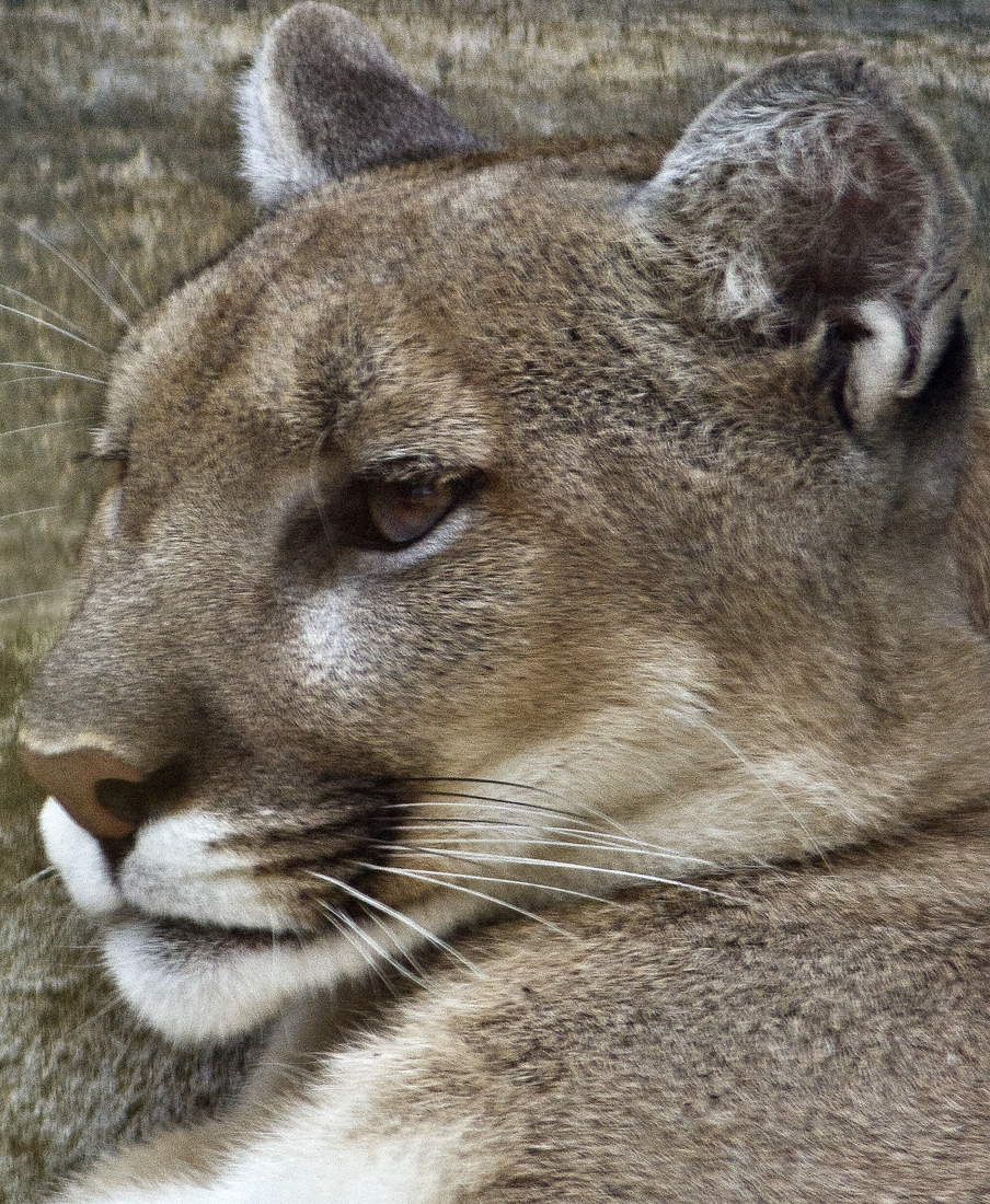 Download Big Cat 3 (904Wx1100H)