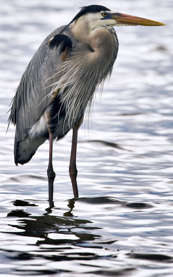 Download Big Heron (600Wx961H)