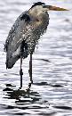 Big Heron (600Wx961H) - Big Heron - Merritt Island - 2008 