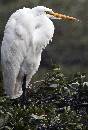 Big White Posing (743Wx1100H) - Big White Posing - Amelia Island - 2010 