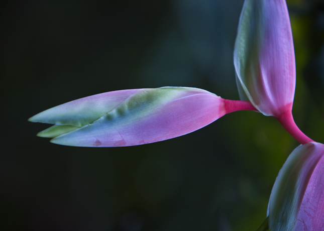 Download Bird of Paradise (645Wx460H)