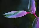 Bird of Paradise (645Wx460H) - Bird Awakening - Maui -  2009 