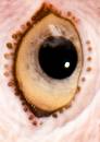 Bird Eye 2 (462Wx650H) - Bird's Eye - Up Close - 2008 