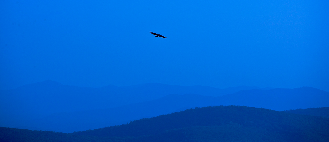 Download Bird Over Mountain (1400Wx606H)