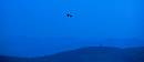 Bird Over Mountain (1400Wx606H) - Bird Over Mountain - Skyline Drive - 2007 