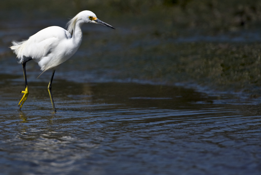 Download White Bird Walking (900Wx604H)