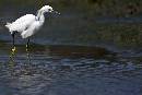 White Bird Walking (900Wx604H) - White Bird Walking - Amelia - 2008 