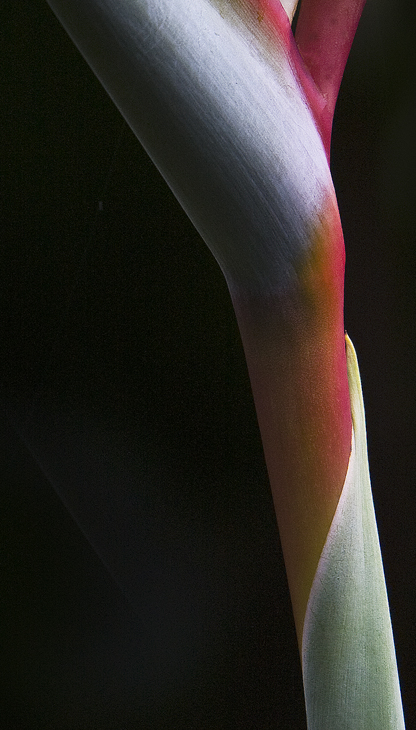 Download Bird in Bloom Up (416Wx730H)