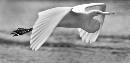 Bird in Flight  (3533Wx1709H) - Bird in Flight in Black and White - 2008 