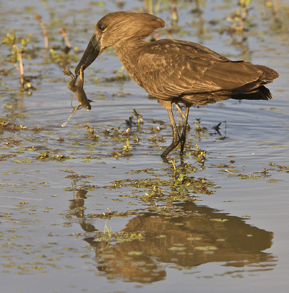 Download Bird with Frog (989Wx1000H)