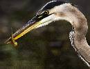Bird Fish in Mouth (810Wx623H) - Bird with Fish in Mouth - 2008 