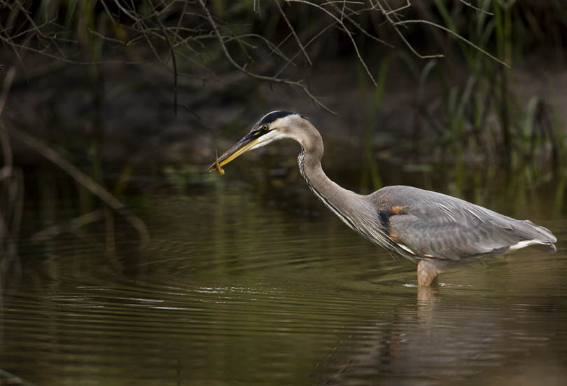 Download Fish in Mouth (810Wx551H)