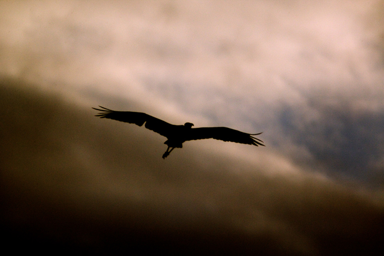 Download BirdFlight5 (750Wx500H)