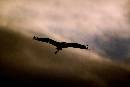 BirdFlight5 (750Wx500H) - ChickenHawk - Marshes - Sunset 