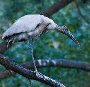 Bird Leg Up (800Wx775H) - Bird Leg Up - Amelia Island - 2007 