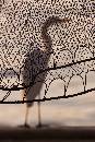  (630Wx945H) - Bird Net - Amelia Island - 2008 