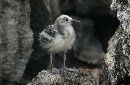  (700Wx456H) - Bird in Cave - Galapagos - 2002 