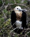  (500Wx627H) - Bird on Limb 