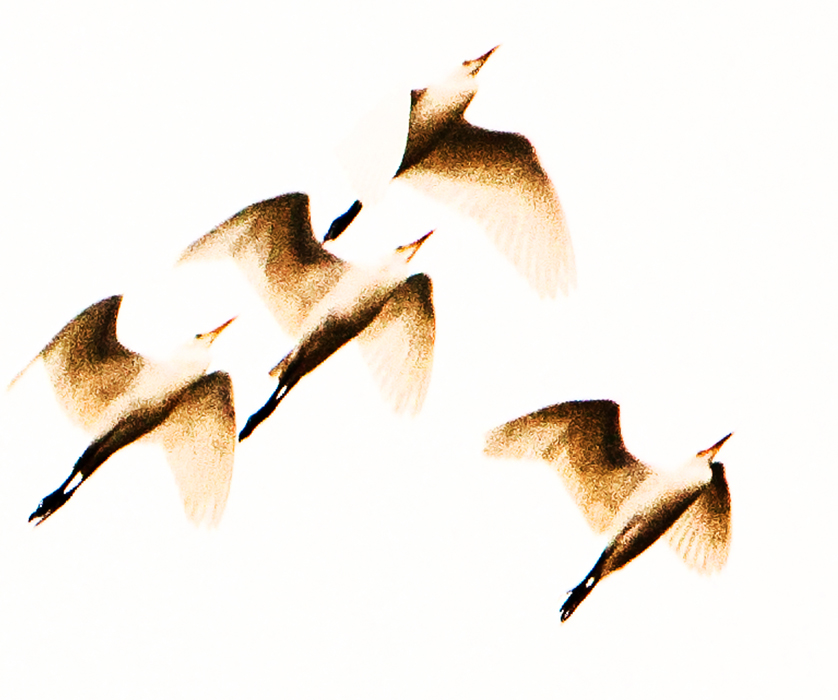 Download Birds in Flight (838Wx700H)